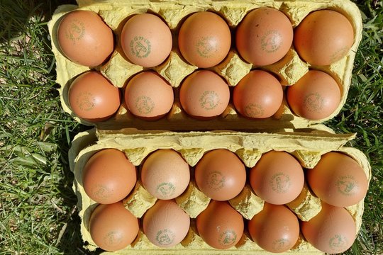 Atėjus dienai „X“ kiaušinių nebeliktų: verslas reikalauja konkrečių planų