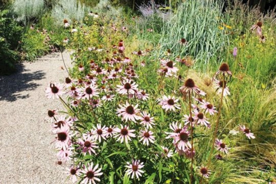 6 populiarūs sodo augalai, kurie iš pažiūros nekalti, bet gali tapti tikru prakeiksmu jūsų gėlynui