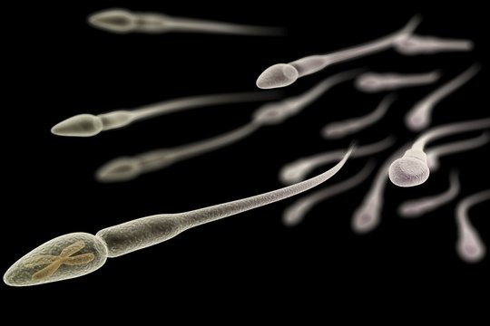 Naujas atradimas: sperma atsirado dar prieš išsivystant daugialąsčiams gyvūnams