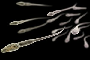 Naujas atradimas: sperma atsirado dar prieš išsivystant daugialąsčiams gyvūnams