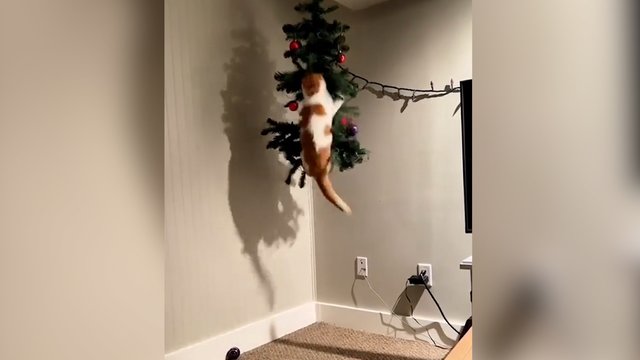 Švenčių siaubūnas sugrįžta: Kalėdų eglės net ir tokiame aukštyje paslėpti nepavyks