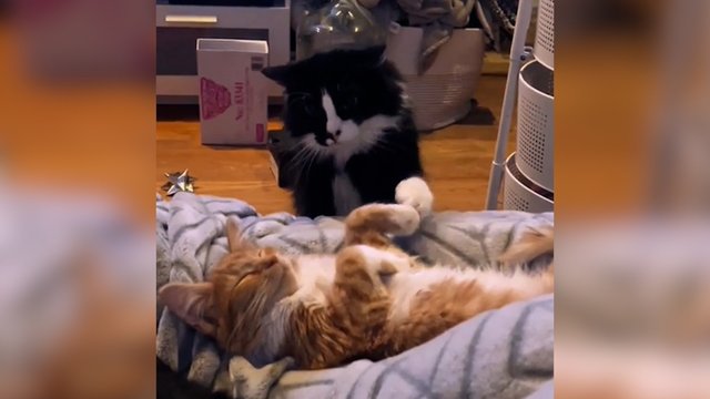 Pamatęs naują draugą namie katinas neteko amo: štai ką išsyk padarė