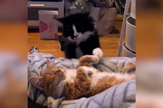 Pamatęs naują draugą namie katinas neteko amo: štai ką išsyk padarė