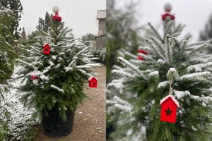 Tęsia tradicijas – kviečia nuomotis Kalėdų egles: jau aiškios ir kainos