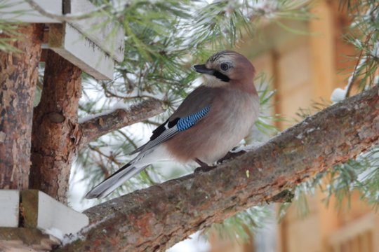 Ornitologai primena, kaip padėti sparnuočiams žiemą: galima pridaryti ir žalos