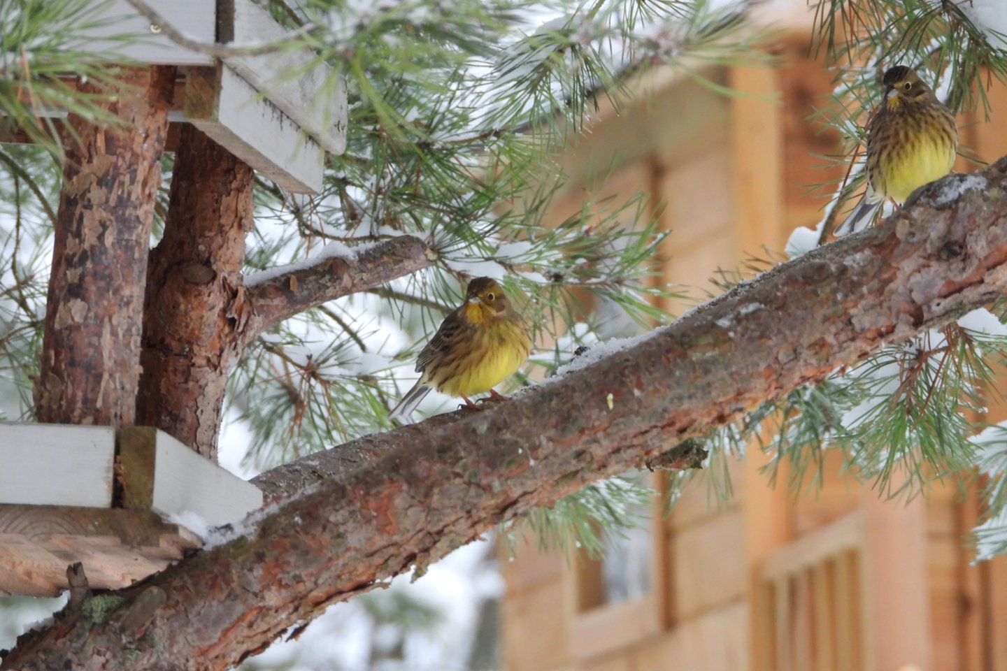 Geltonoji starta. <br>G.Petkaus nuotr.