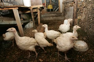 VMVT leido kalakutų ūkiui Kretingos rajone atnaujinti veiklą