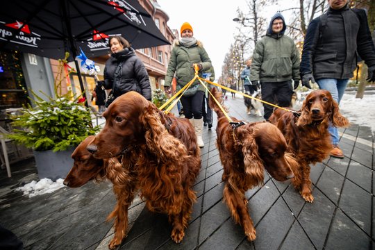 Kaune – mieliausios „Draugo“ dienos eitynės