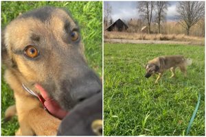 Lipšni jauna šunė trokšta savo namų: įspėja – turi aiškias ribas