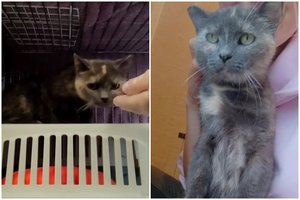 Bučinius ir paglostymus dievinanti katė laukia pačių geriausių namų