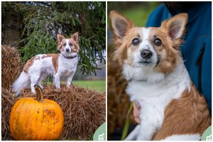 Į prieglaudą grąžinta jauna ir žmones mylinti šunė meldžia dar vieno šanso