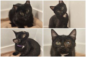 Dėžėje palikti juodi mažyliai ieško namų: kartu su jais tūnojo didžiausias siaubas, pasiglemžęs dvi gyvybes