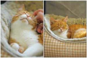 Tikra retenybė – oranžinė katė: ištvėrė gyvenimo gatvėje sunkumus ir ieško žmonių, kuriems dovanos visą meilę