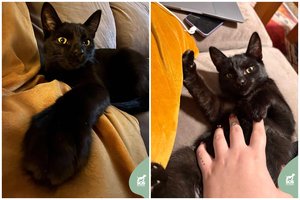 Raganaitė Sabrina nori tapti tikra namų karaliene: įspėjame – užvaldys jūsų širdį