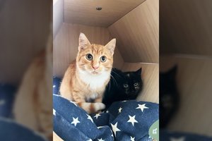 Du 6 mėn. kačiukai – broliukas ir sesutė – ieško namų: „Norite naujo šeimos nario, o gal dviejų?“