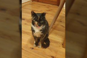 Radus benamę katytę – pagalbos šauksmas: „Paieškokim dar vieno angelo tarp mūsų!“