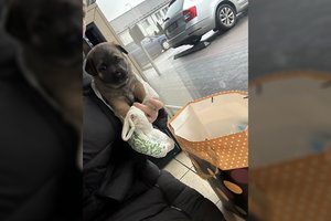 Įkišo šuniuką į maišą ir paliko „Maxima“ daiktų spintelėje: radusi moteris šaukėsi pagalbos