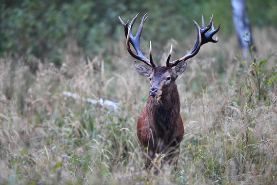 Anglijoje – neeilinė operacija: tarnybas ant kojų sukėlė elnias
