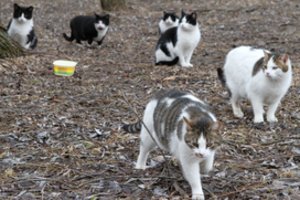 Beglobių kačių šėrimas sukiršino klaipėdiečius: nesutarimai atvedė iki teismų