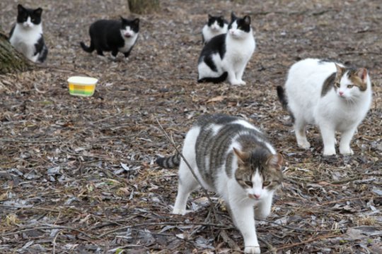 Beglobių kačių šėrimas sukiršino klaipėdiečius: nesutarimai atvedė iki teismų