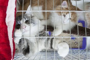 Kodėl katė liečia žmones letenėlėmis? Tiesa ištirpdys širdį