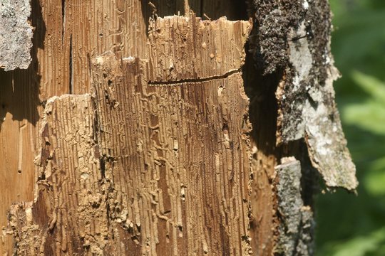 Kėdainių r. – netikėti atradimai: aptikta Lietuvai nauja vabzdžių rūšis
