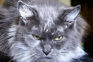 Naujas tyrimas verčia perrašyti naminių kačių kilmės istoriją