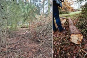 Vaizdas unikalioje Lietuvos vietoje šokiravo: iškirtus itin retus medžius atšauna – viskas pagal taisykles