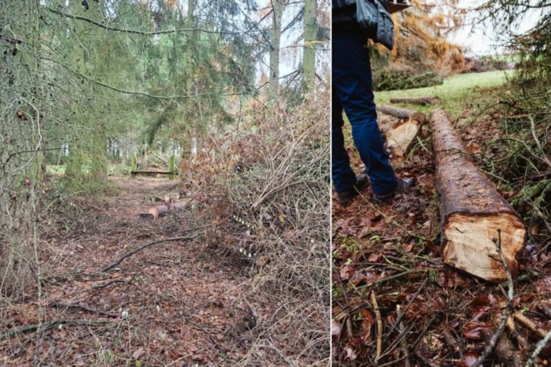 Vaizdas unikalioje Lietuvos vietoje šokiravo: iškirtus itin retus medžius atšauna – viskas pagal taisykles