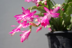 Purkškite šiuo tirpalu Kalėdinį kaktusą – ir jis garantuotai pražys