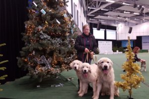 Žiemos šunų veisėja iš Kauno r.: „Jie man davė viską, ką dabar turiu“