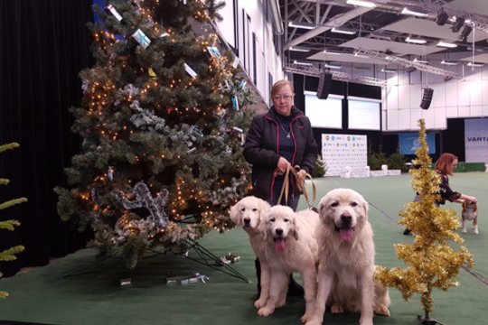 Žiemos šunų veisėja iš Kauno r.: „Jie man davė viską, ką dabar turiu“