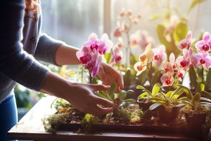 Paprasčiau nei galvojote: kaip greitai ir lengvai dauginti orchidėjas