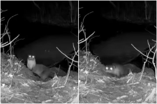 Parko kamerų objektyve – retas ir netikėtas svečias: „Ne kasdien pamatysi“