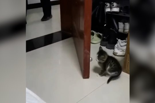 Piktas kačiukas neapskaičiavo savo smūgio: bandymas užpulti baigėsi nesėkme