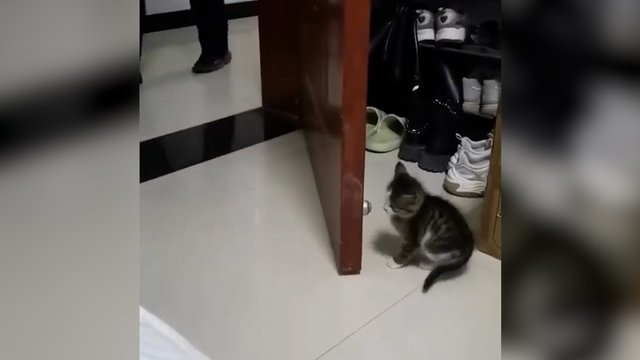 Piktas kačiukas neapskaičiavo savo smūgio: bandymas užpulti baigėsi nesėkme