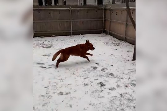 Pirmosios linksmybės sniege: auksaspalvio retriverio judesiai išduoda vieną