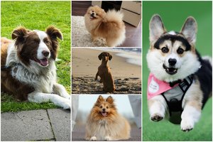 11 stipraus charakterio šunų veislių, kurie beprotiškai myli savo šeimininką