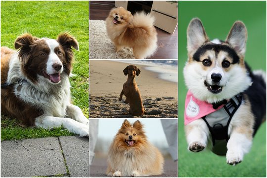 11 stipraus charakterio šunų veislių, kurie beprotiškai myli savo šeimininką