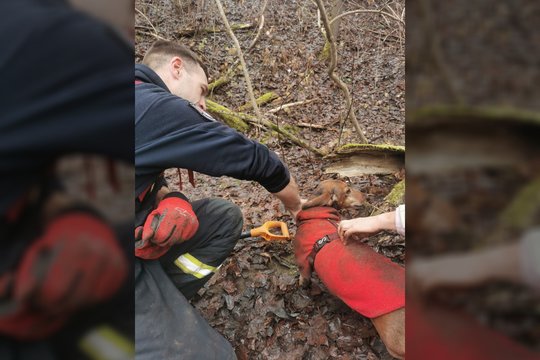 Pasivaikščiojimas su šunimi virto gelbėjimo operacija: vilnietė šaukėsi pagalbos