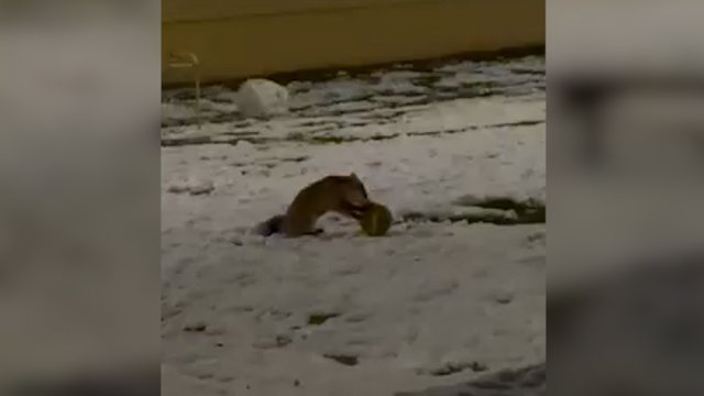 Viršuliškėse – netikėtas reginys: prie darželio užfiksuota su kamuoliu žaidžianti lapė