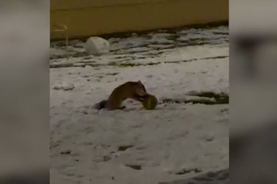 Viršuliškėse – netikėtas reginys: prie darželio užfiksuota su kamuoliu žaidžianti lapė