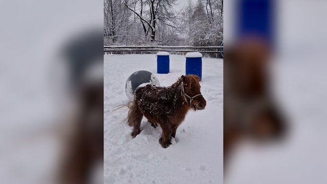 Ponių žiemos linksmybės: demonstravo įvairius triukus