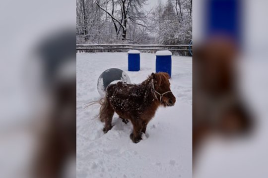 Ponių žiemos linksmybės: demonstravo įvairius triukus