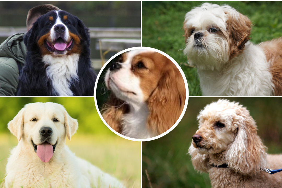 5 šunų veislės, kurios labiausiai tinka niekada neturėjusiems šuns