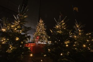 Tarptautinis kalėdinių eglučių miškas Vilniuje: net 144 pasaulio šalys susitiks magiškame K. Sirvydo skvere