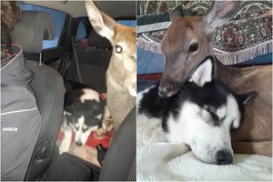 Lietuvės augintiniai sužavėjo tūkstančius: tokios draugystės belieka tik pavydėti