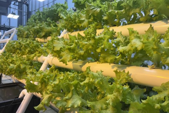 Mokslas kariuomenei ir visuomenei: šviežias maistas ten, kur jo trūksta