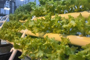 Mokslas kariuomenei ir visuomenei: šviežias maistas ten, kur jo trūksta