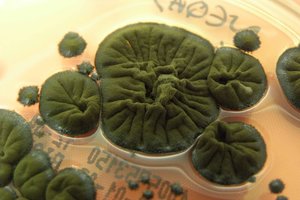 Černobylyje augantis grybas įgavo nepaprastų savybių